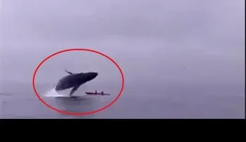 Una ballena jorobada aplasta a una pareja de kayakistas (VIDEO)