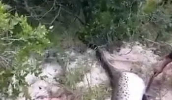 Abren anaconda y lo que descubren es escalofriante (Video)