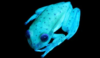 Descubren la primera rana fluorescente conocida en el mundo