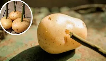 Trucos de jardinero: ¡Coloca el tallo en una patata y mira lo que ocurre!