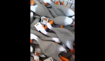 Qué tiene este VIDEO de un Ejército de patos para volverse viral ?
