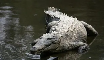 Video de un joven que se salva de un cocodrilo nadando