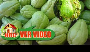 Dios mío, porque no me lo dijeron antes: Nunca pensé que 1 Tayota hacía esto con la Diabetes, Riñones y el Rostro