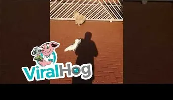 Una cacatúa aprende a ladrar como los perros 