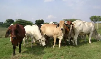 Colombia sigue siendo zona libre de aftosa a pesar del ingreso de 15 reses contaminadas de Venezuela