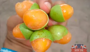 Conozca el lado nutritivo del limoncillo