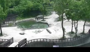 Un bebé elefante cae en un estanque y sus padres corren a salvarlo