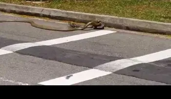 La pelea épica entre una pitón y una cobra real (VIDEO)