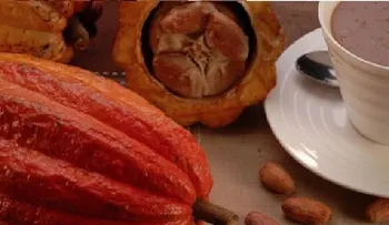 Un componente cacao podría prevenir diabetes tipo 2