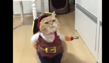Viral: el 'gato pirata' que está 'rompiendo' internet