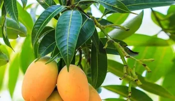Aprende como tratar la diabetes con hojas de mango