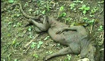 Matan animal con cuerpo humano y cabeza de lagarto (VIDEO)