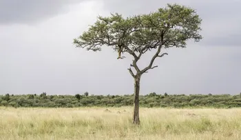 Trabaja tu cerebro ¿Puedes ver el leopardo escondido en esta imagen?