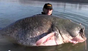 Pescador italiano atrapa bagre de 280 libras y 8.8 metros de largo 