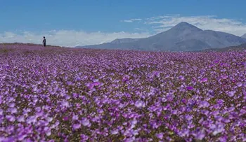 Desierto Florido de Atacama alcanzará su máximo esplendor este fin de semana