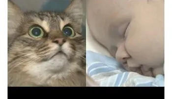 Gata salva a un bebé abandonado en Rusia