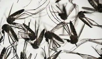 Puerto Rico confirma 201 casos de zika