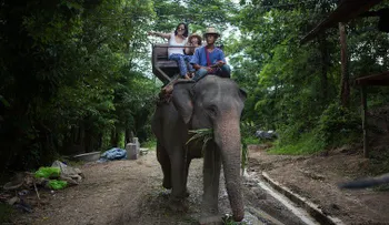 Un elefante mata a un turista escocés en Tailandia