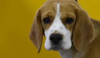Los perritos más tiernos de la exposición canina Westminster Kennel Club