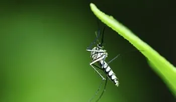Las claves del Zika: sus síntomas y cuándo fue identificado este virus