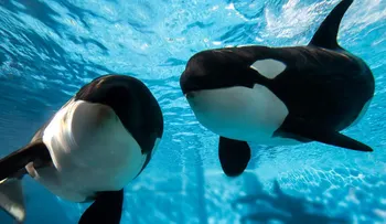 SeaWorld dice que esta será la última generación de orcas en sus parques