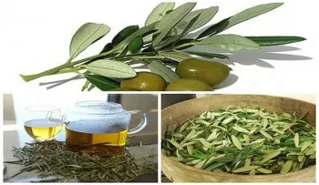 Una receta escrita en la Biblia para más de 10 enfermedades: Neumonía, Gonorrea, Tuberculosis, Gripe, Meningitis, Infecciones urinaria. Hepatitis, Anemia, Riñones...