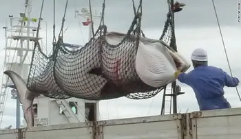 Japón desafía al mundo: planea matar 333 ballenas para 'investigación científica'