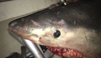 Un gran tiburón blanco salta dentro del barco de un pescador