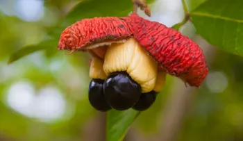 Asesinos naturales: las frutas y vegetales que pueden envenenarte