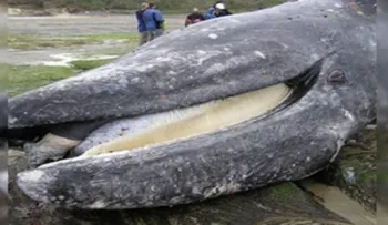 Encuentran ballena muerta y lo que descubren un viaje de cosas en su estómago 
