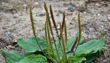 Esta planta la puede encontrar en cualquier parte del mundo, y te ayuda a tener una buena salud por muchos años