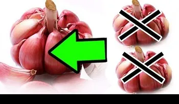 Nunca consuma "AJO" si tiene este problema de salud 