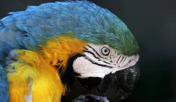 Un loro le contó a su dueña que su esposo le pegaba "cuernos"