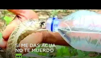 Murió envenenado en un hospital, hombre que mató una serpiente a mordiscos