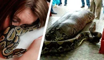 Esta mujer dormía con una serpiente y lo que sucedió te dejará en Shock: Es para reflexionar