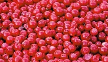 Arándanos, antioxidantes y antibacterianos, y ahora antitumorales