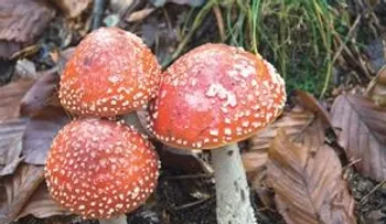 Hongos alucinógenos, ayuda contra la depresión