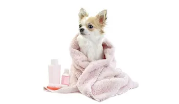 Razones para bañar con frecuencia a un perro; cada una o dos semanas