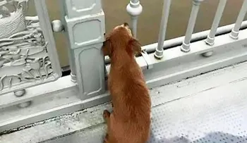 Un hombre se tira de un puente en China porque alegadamente tenía coronavirus, y su perro lo espera cuatro días 