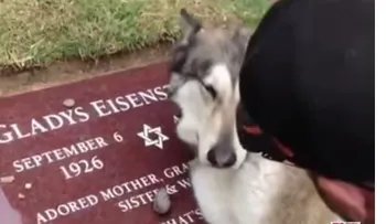 Increible perro llora sobre la tumba de su dueña: (Video)