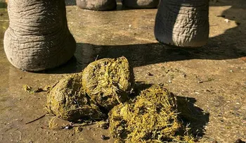 El próspero negocio de fabricar papel con estiércol de elefante