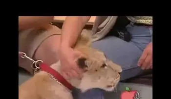 León causa pánico atacando niña en un programa de TV (VIDEO)
