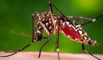  Hallan en Colombia solución para el zika, dengue y chikungunya 