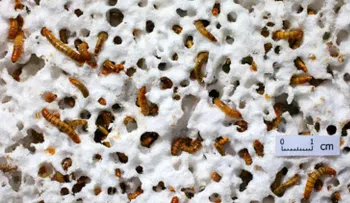 Unos gusanos podrían ser la clave para combatir la contaminación plástica