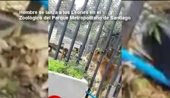 Un hombre se lanza a la jaula de los leones en intento de quitarse la vida