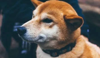 El adorable perro que persigue vehículo de Google y aparece en Street View