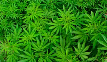  Presentan iniciativa para legalizar marihuana con fines médicos en Panamá 