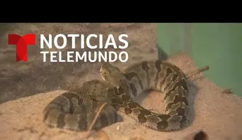 Cascabel con dos cabezas