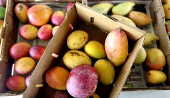 ¡Cuidado! Comer solamente mango no cubre calorías ni proteínas diarias