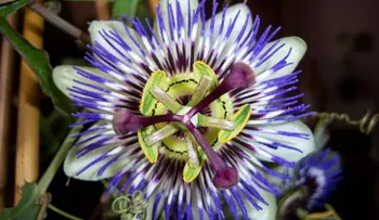 Té de pasiflora o flor de la pasión para combatir el asma, insomnio, la fatiga y migraña